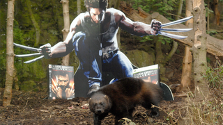 Activision Supports Scottish Weasel Mating